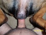 Man Licks Dog Pussy